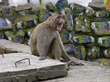 Kathmandu Swayambhunath 10 Monkey